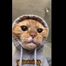 Porn Cat